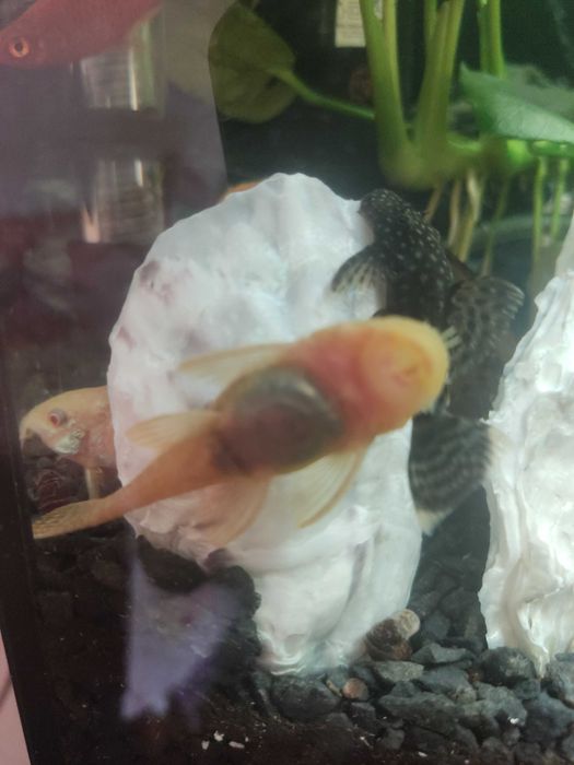 Обмен на иншу рыбу