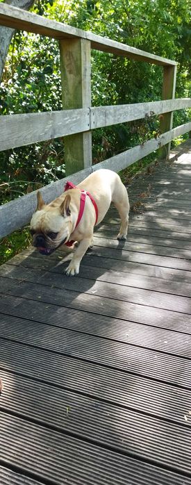 Hospedagem Familiar  Cães/ Creche/ Passeios (VNG)