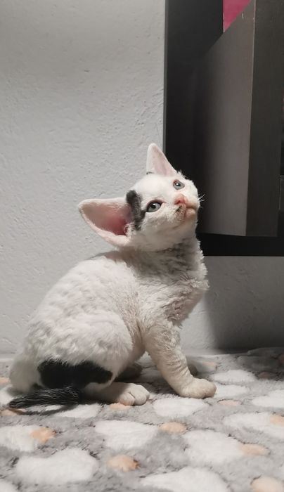 Śliczny kocurek devon rex