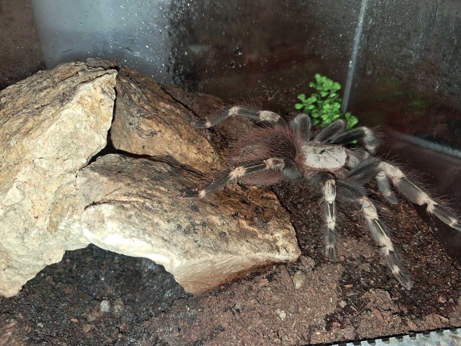 Pająk +terrarium  Nhandu chromatus samica 5,5/6dc