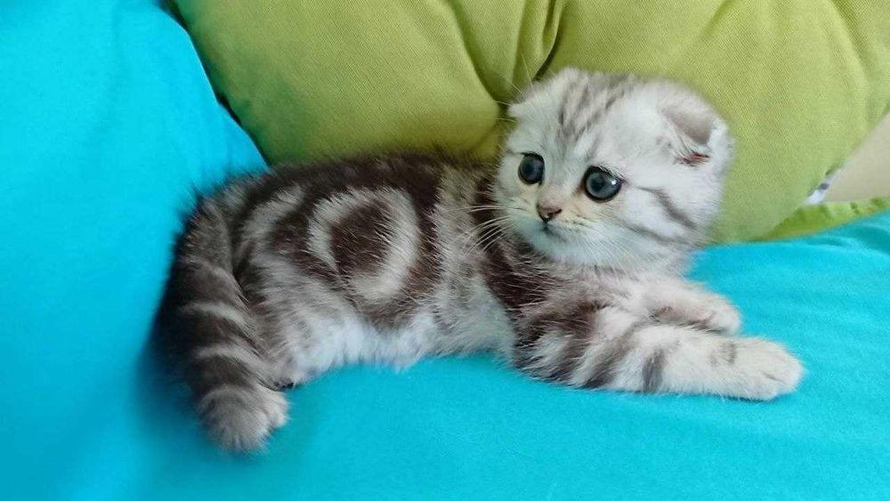 Чарівні кошенята Скоттіш фолд і  Страйт