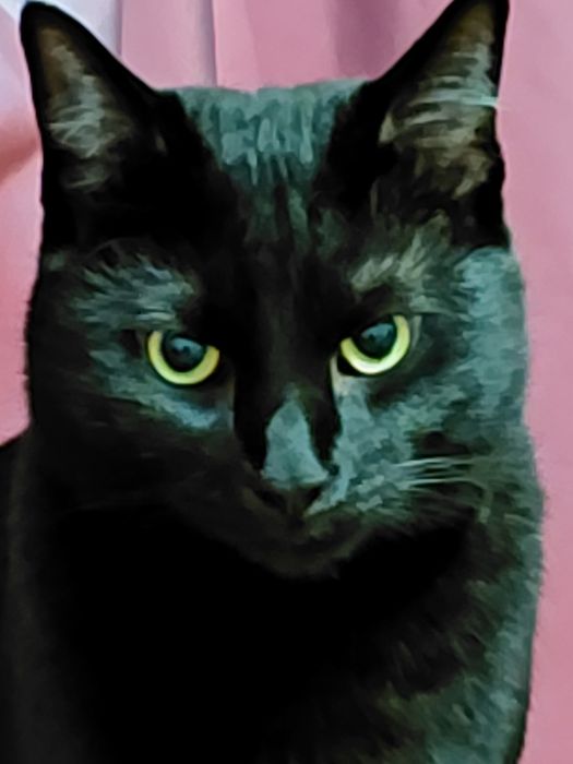 Віддам в добрі руки котика