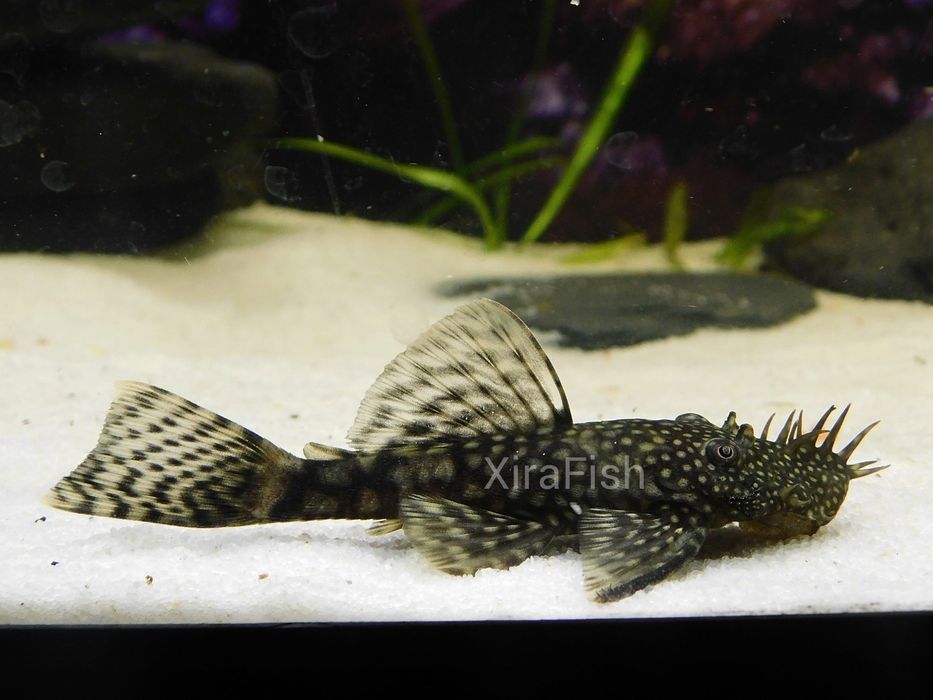 Ancistrus sp. Criação própria