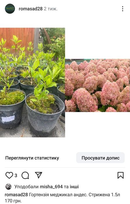 Гортензії різні сорти