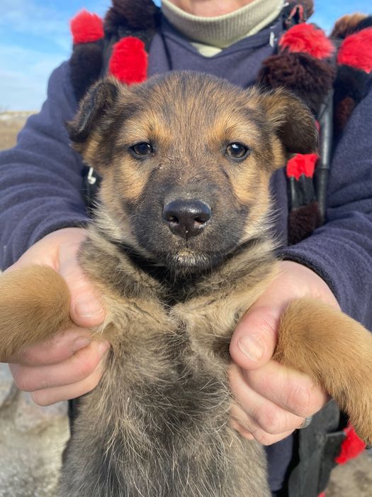 Мишка красивейший мальчик 2 мес.