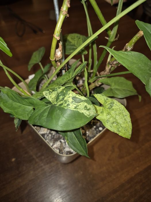 Syngonium cięte sadzonki