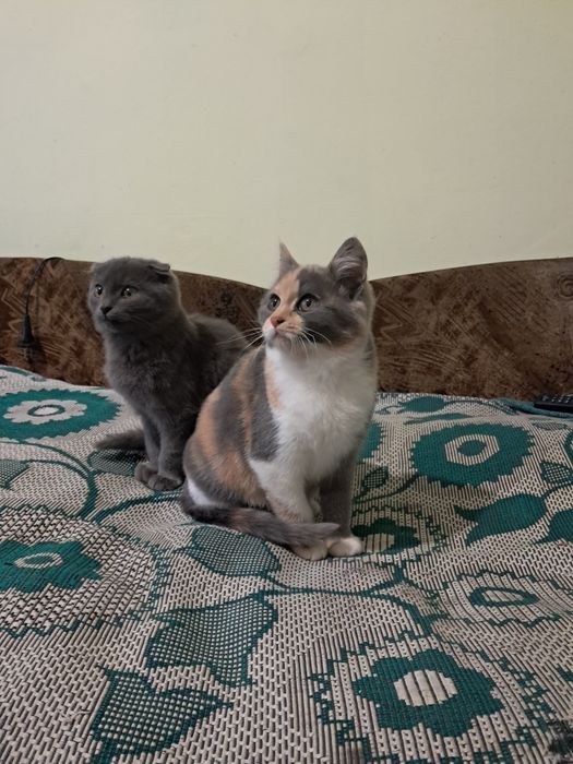 Котенята кошеня висловухі та прямовухі