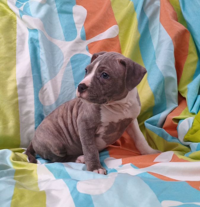 American pitbull fêmea