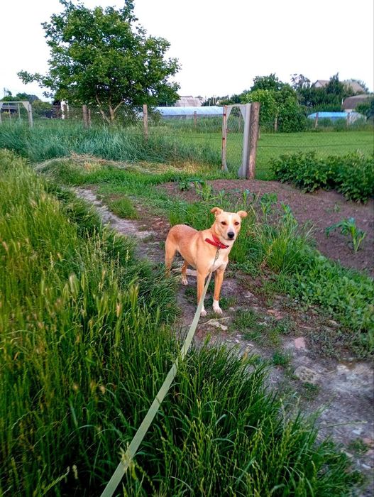 Собачка Лілі шукає дім
