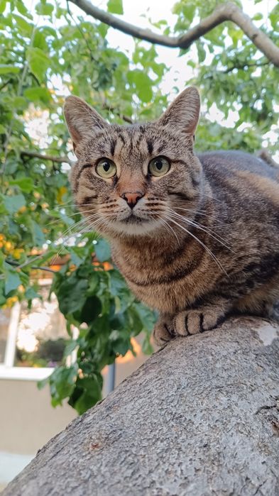 Шикарний полосатий кіт в добрі руки