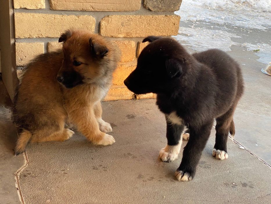 віддамо безкоштовно дуже милих цуценят