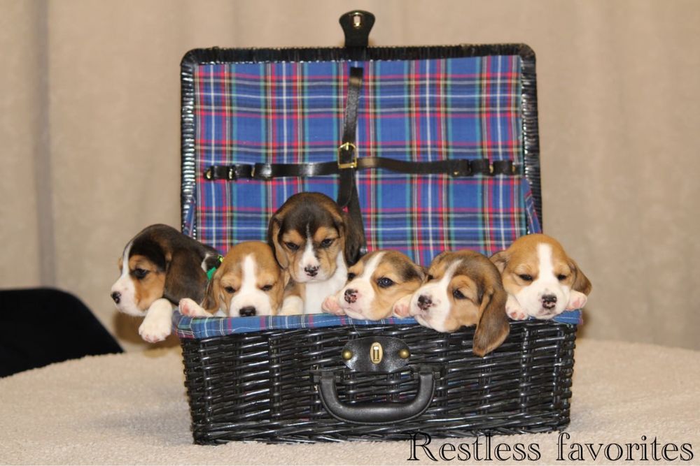 Щенки бигля КСУ резерв