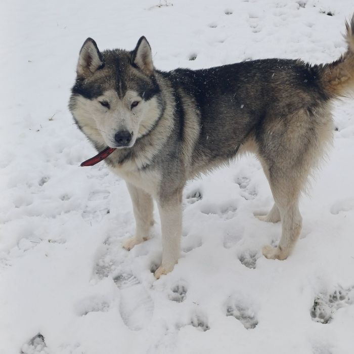 3 letni Pies hasky Pilnie oddam