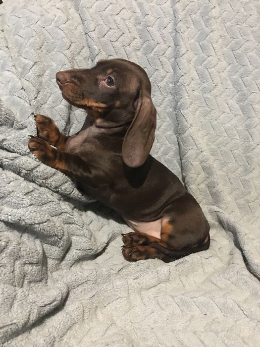 Щенки  Таксы