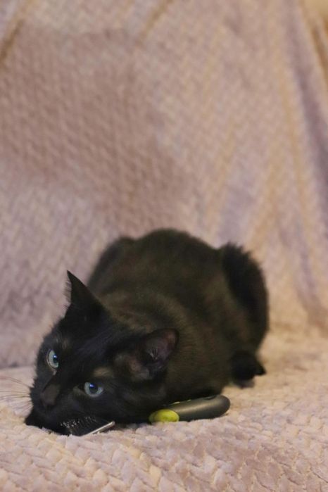 Czarny kotek kocurek