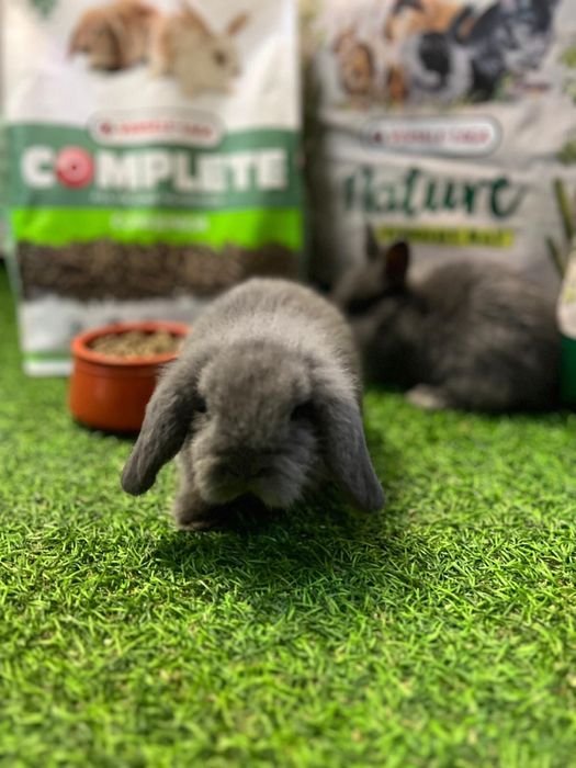 Coelho Anão Mini lop - Loja!!