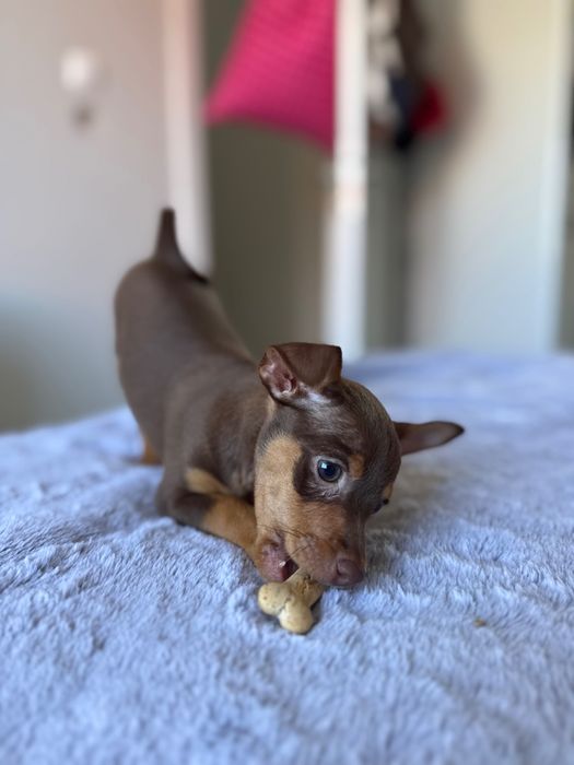Brown Puppy Macho