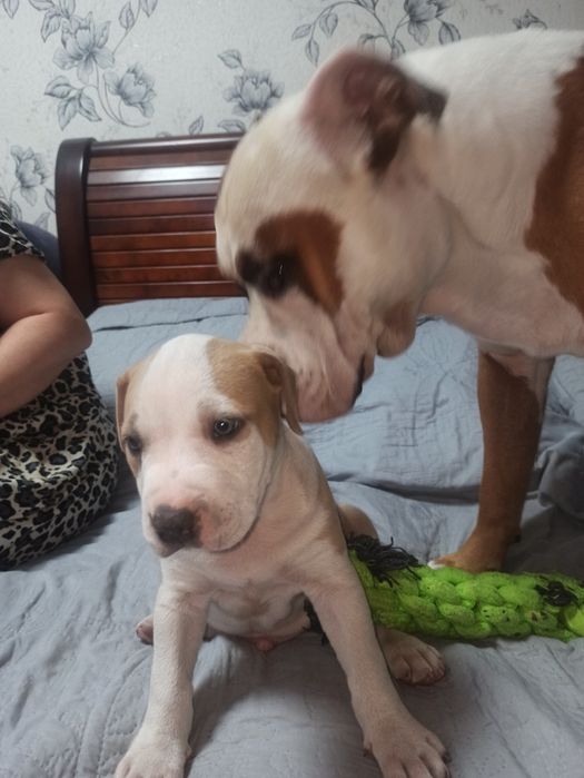 Вязка Амстафтерьер