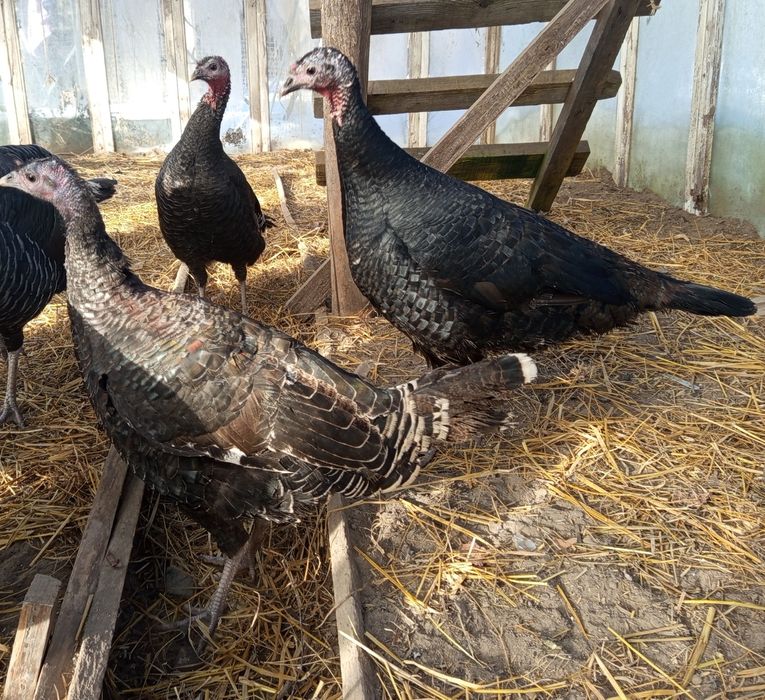 Indyczki czarne i brązowe