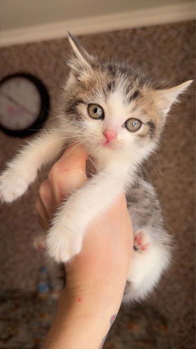 Котик від персидської кішки