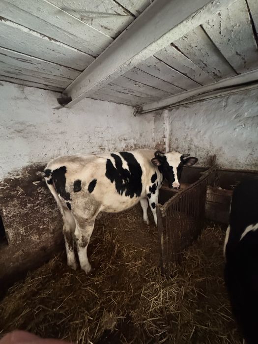 Продам тільню тиличку