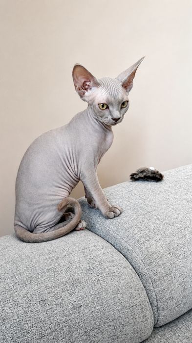 Kocur Amur Devon Rex już do odbioru