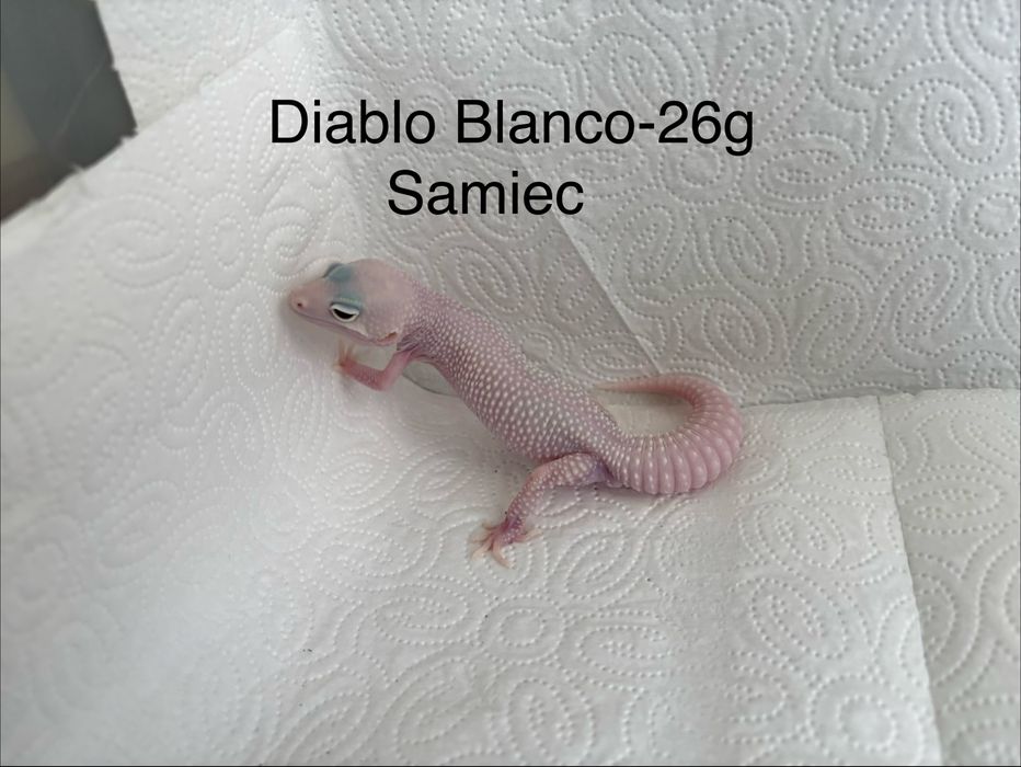 Eublefar/Gekon lamparci z tego sezonu