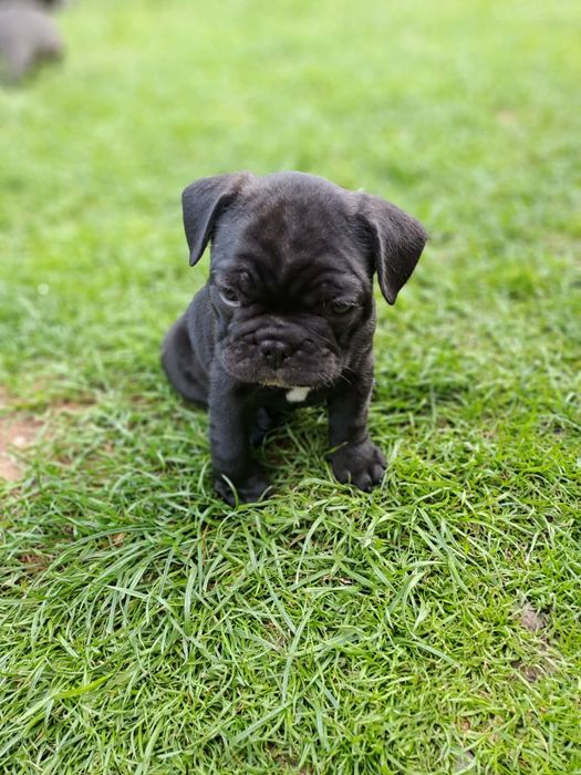 Buldog francuski