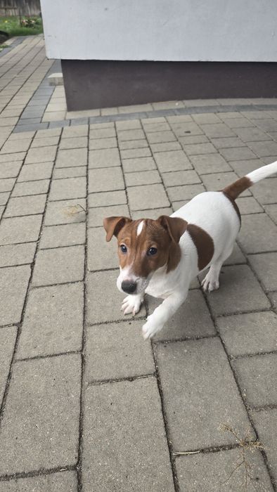 Piesek szczenie Jack Russell