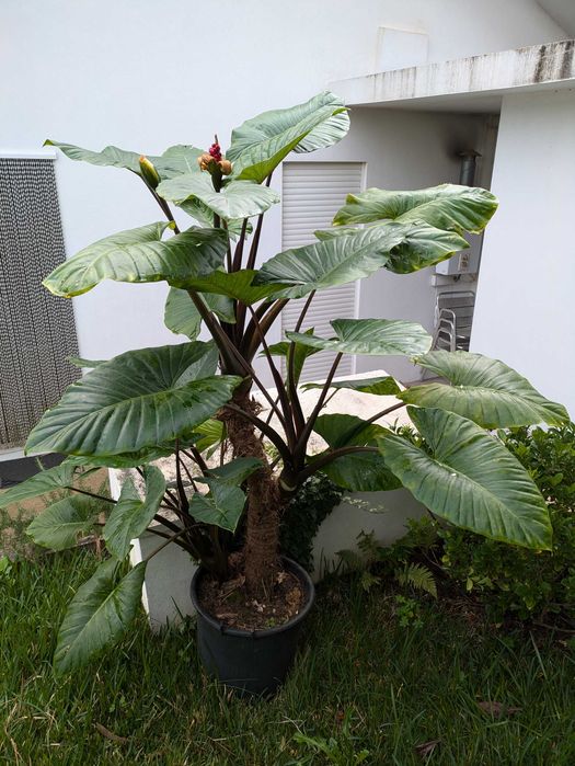 Alocasia gigante