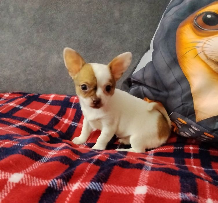 Chihuahua miniaturowa sunia