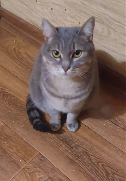 Отдам кошечку вискасного окраса