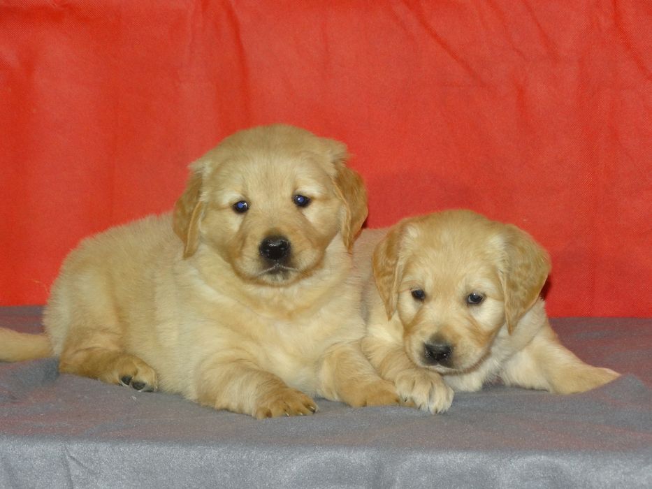 Golden retriever kremowo złoty piesek