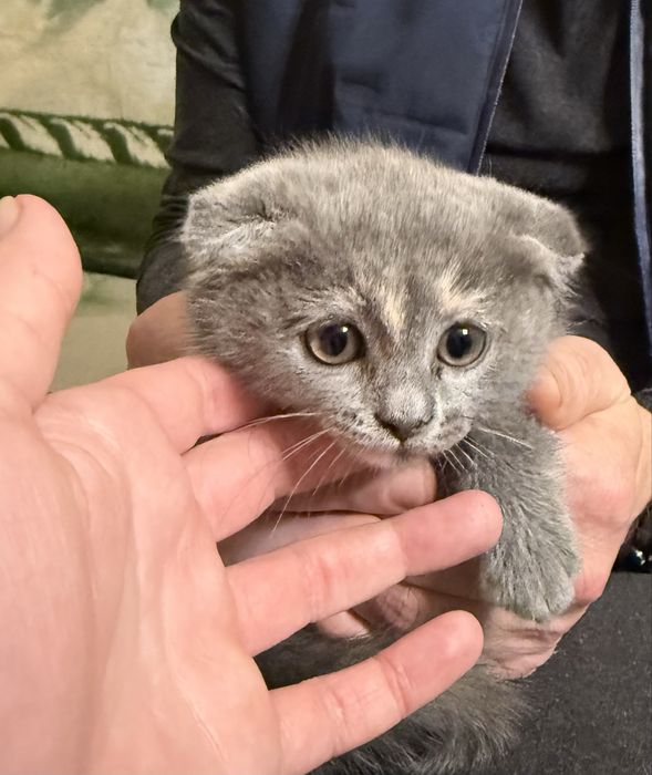 Подарую кошенят в добрі руки