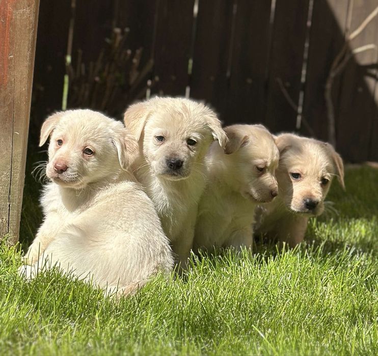 Придбайте грайливих лабрадорчиків
