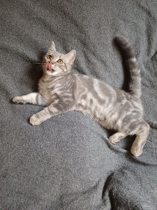 Шотландське кошеня дівчинка