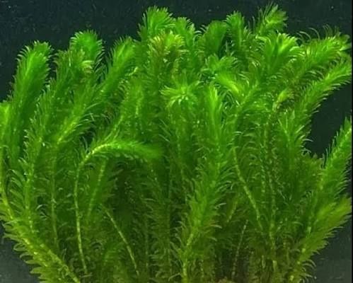 Moczarka Elodea-łatwe rosliny