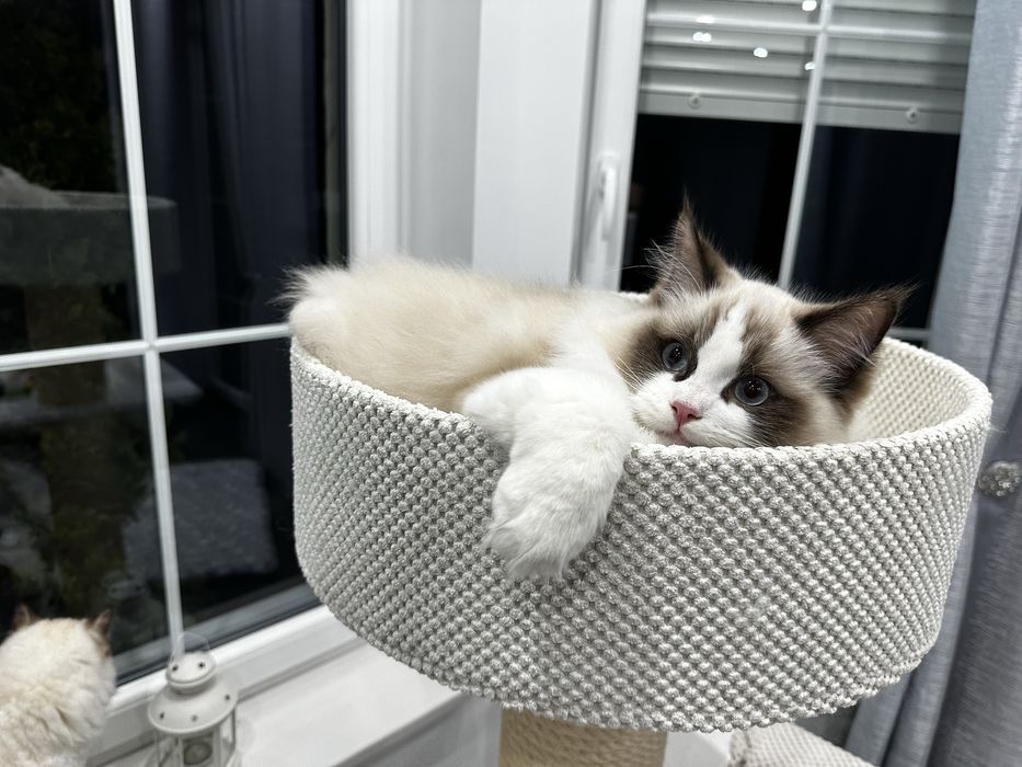Cudowny kocurek rasy Ragdoll * Rodowód FIFE/FPL*