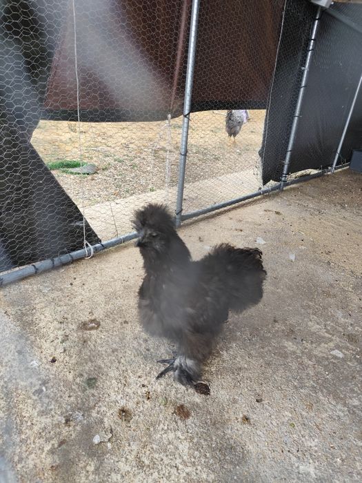 vendo dois galos da raça sedosa um com 3 meses e o outro com 1 anoo