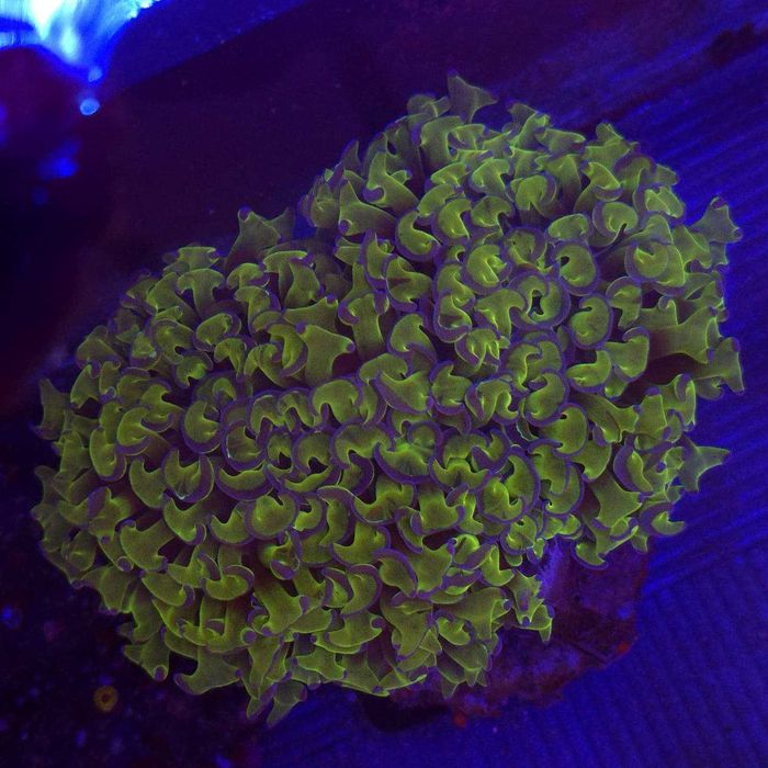 Euphyllia Ancora Green WYSIWYG - LPS - koralowce - Kingdom of Corals
