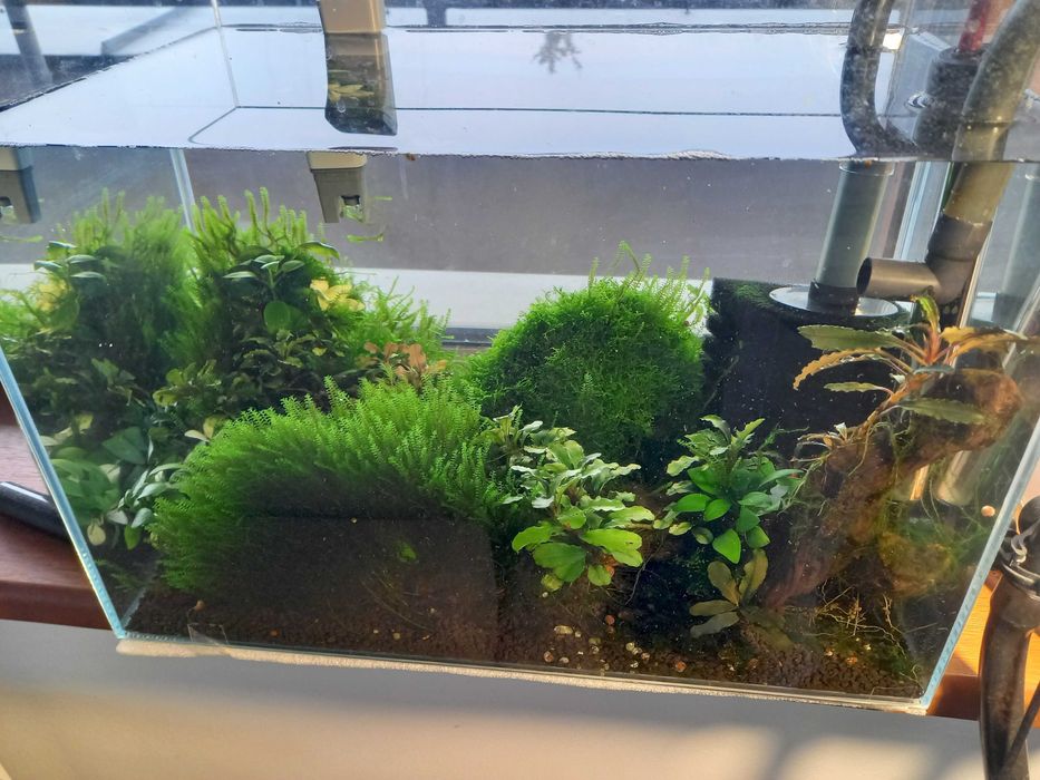 Akwarium 30l z osprzętem pod krewetki