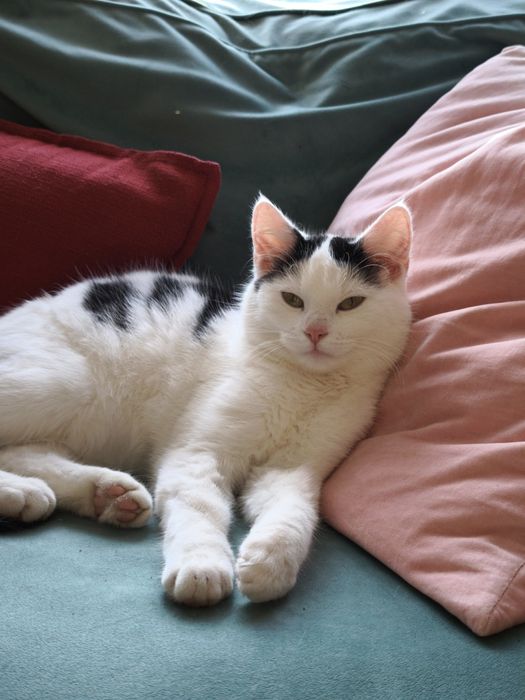 Oddam kota, miła spokojna, korzysta z kuwety