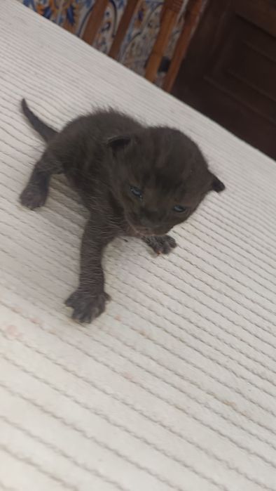 Gatinhos bebés para adoção