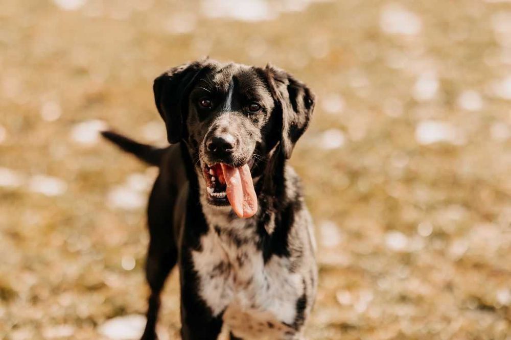 Szukasz psa z poczuciem humoru i nieskończoną energią? Kevin czeka!