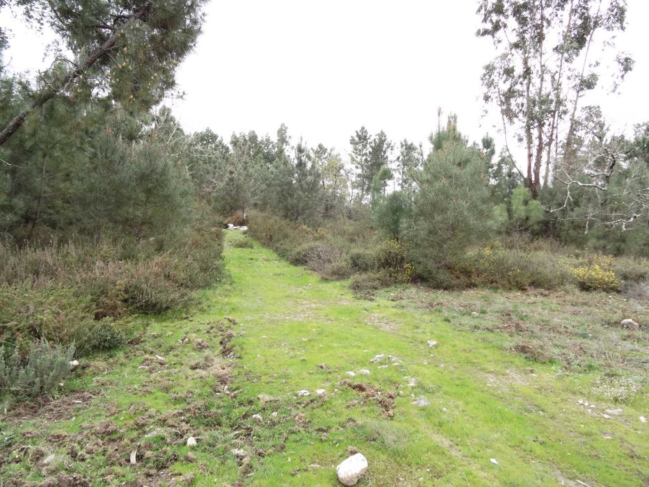 Grande Propriedade Arganil-Bairro da Gândara com 70 Mts Frente estrada