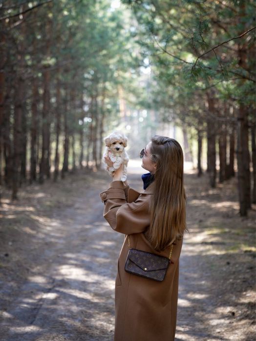 PREMIUM Мальтипу princess girl f1