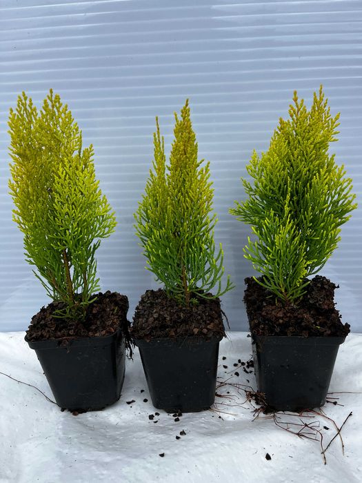 Thuja, Tuja Miriam, Brabant,Smaragd,Morgan