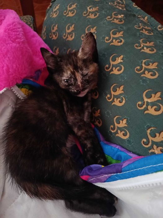 Gatinhos que precisam de amor