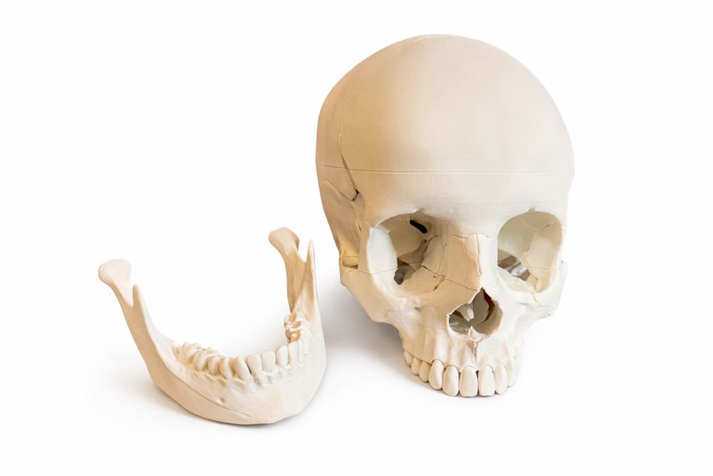 Anatomia model czaszki do nauki z druku 3D