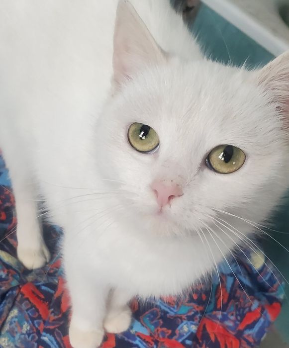 Біленька красуня шукає теплий дім.